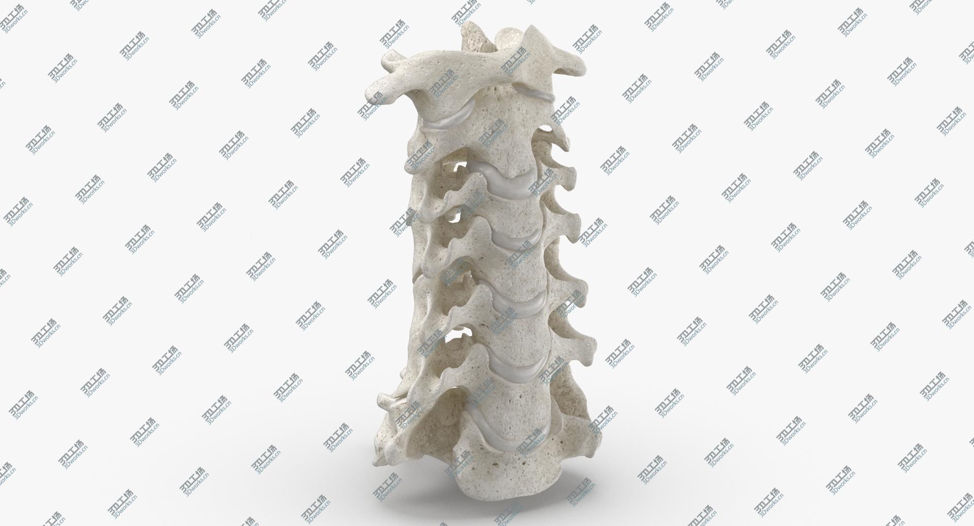 images/goods_img/2021040161/3D Real Human Neck Cervical Vertebrae C1 to C7 Bones With Intervertibral Disks 01 White/5.jpg